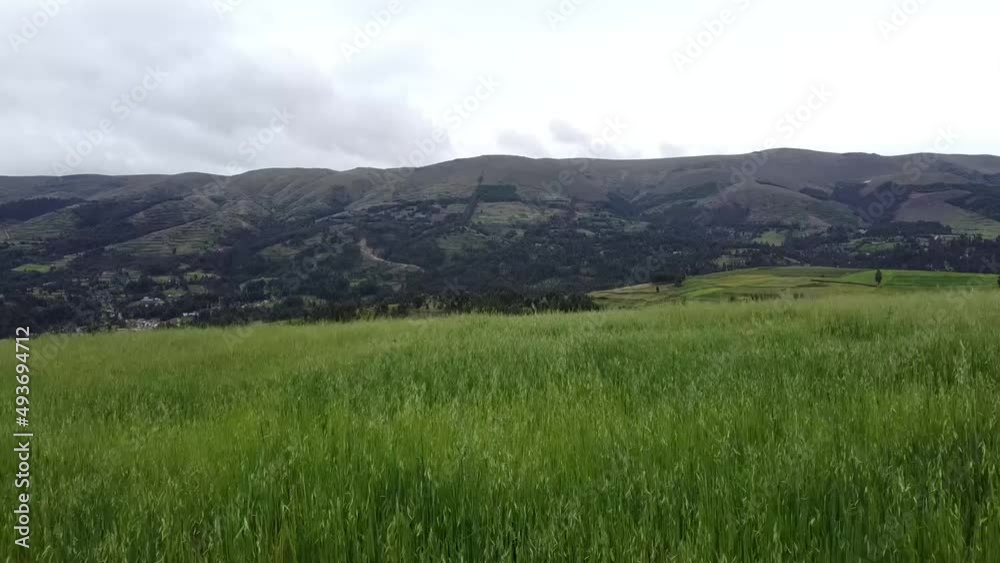 Campo de cebada con montaña al fondo. Concepto de naturaleza. Campo de cebada con montaña al fondo. Concepto de naturaleza.