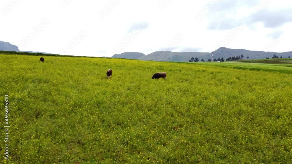 Vacas alimentándose en un campo de flores amarillas. Concepto de animales y naturaleza. Vacas alimentándose en un campo de flores amarillas. Concepto de animales y naturaleza.