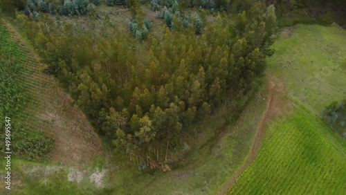 Bosque de eucaliptos con Drone. Concepto de naturaleza. photo