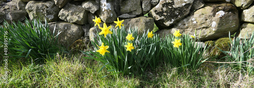 Lovely Bunch of Beautiful Yellow Daffodils growing in walled photo