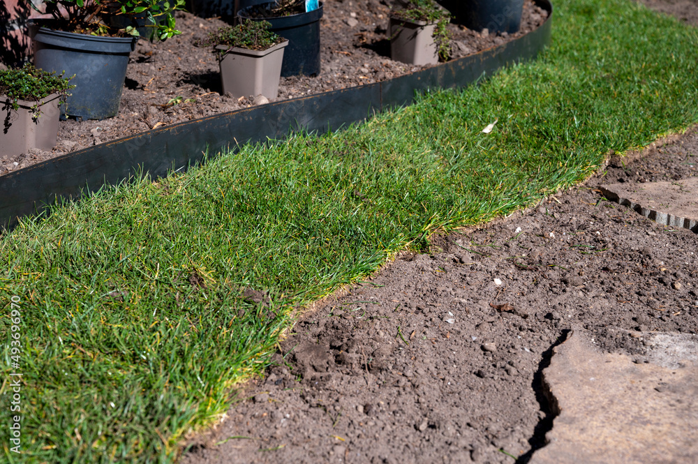 Making of natural green lawn in garden with rolls of green grass, garden works in spring Making of natural green lawn in garden with rolls of green grass, garden works in spring