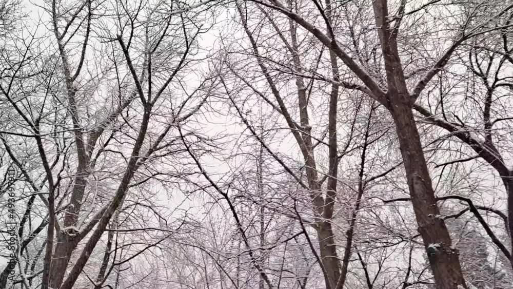 Walking in forest park on snowy day, Beijing, China. Walking in forest park on snowy day, Beijing, China.