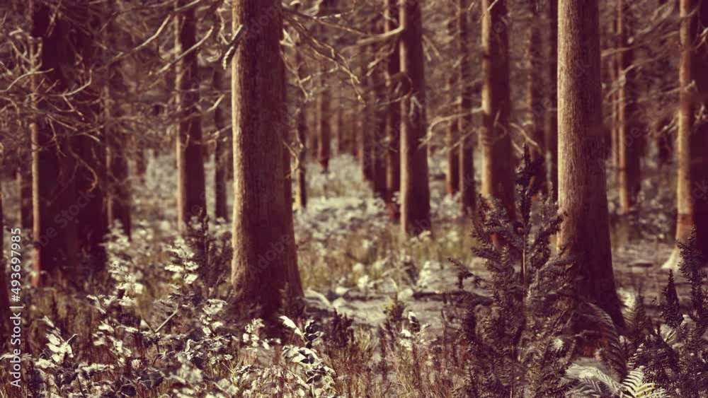bright sunny pine forest in the snow bright sunny pine forest in the snow
