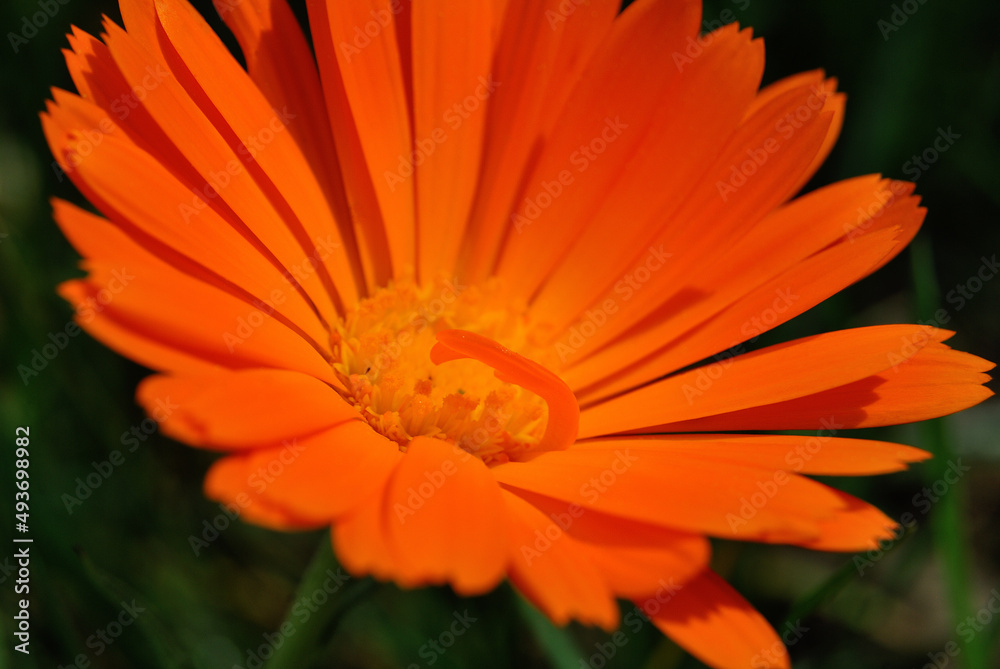 Macro fotografia de uma flor, Margarida cor de laranja Macro fotografia de uma flor, Margarida cor de laranja