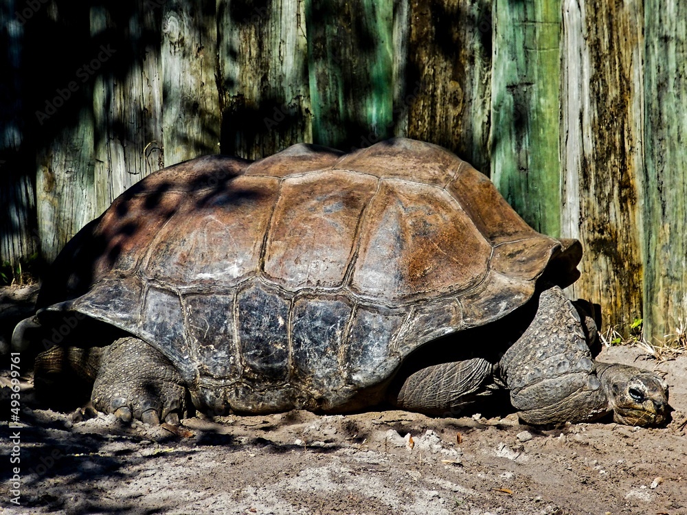 turtle on the ground