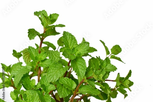 Mint leaves, green branches, white background