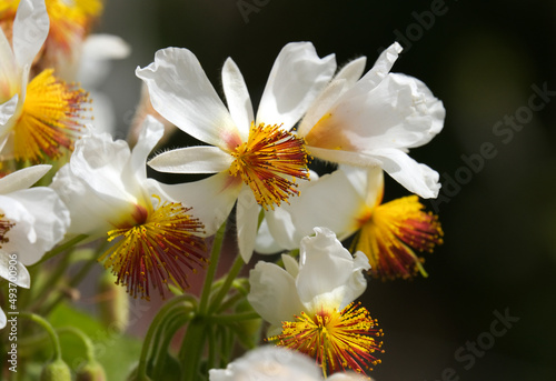 White flowers Sparmannia africana