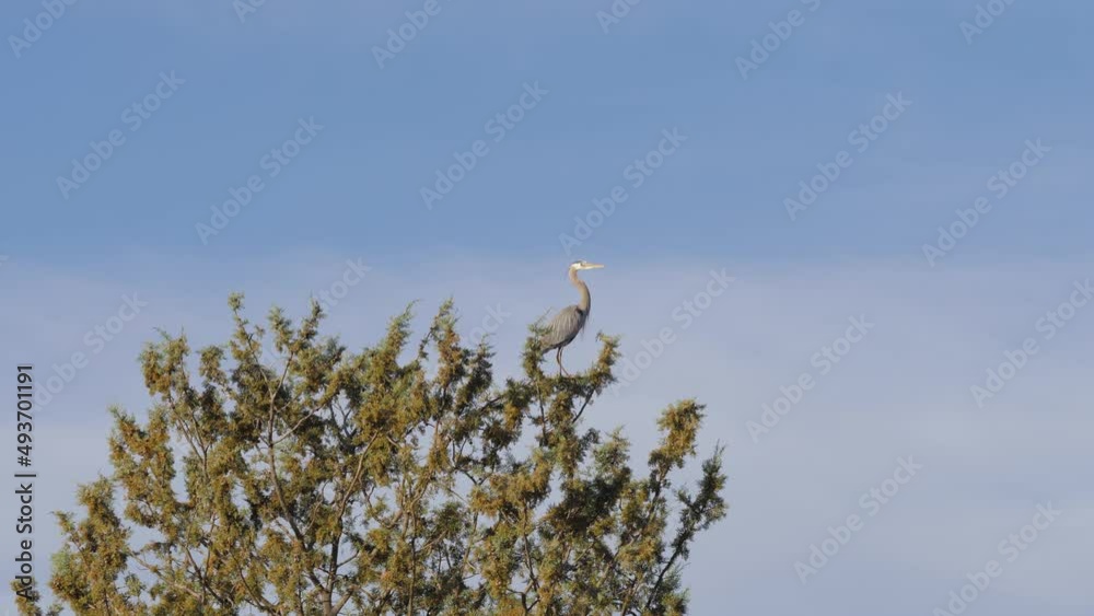 Great Blue Heron Perched on Tree Looking Wide Shot Great Blue Heron Perched on Tree Looking Wide Shot