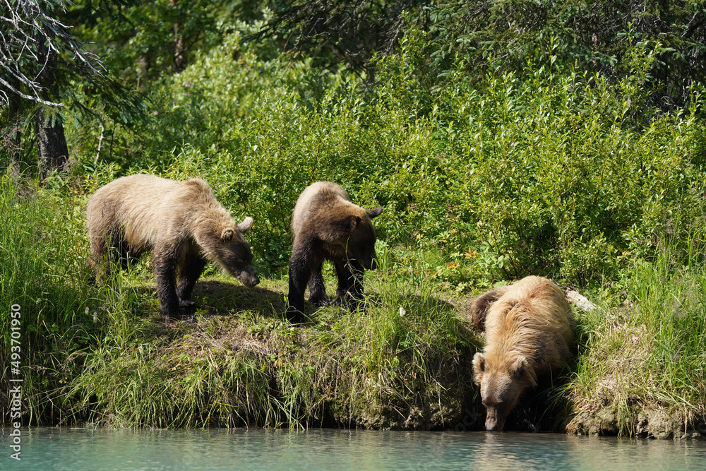 Fototapeta premium herd of goats