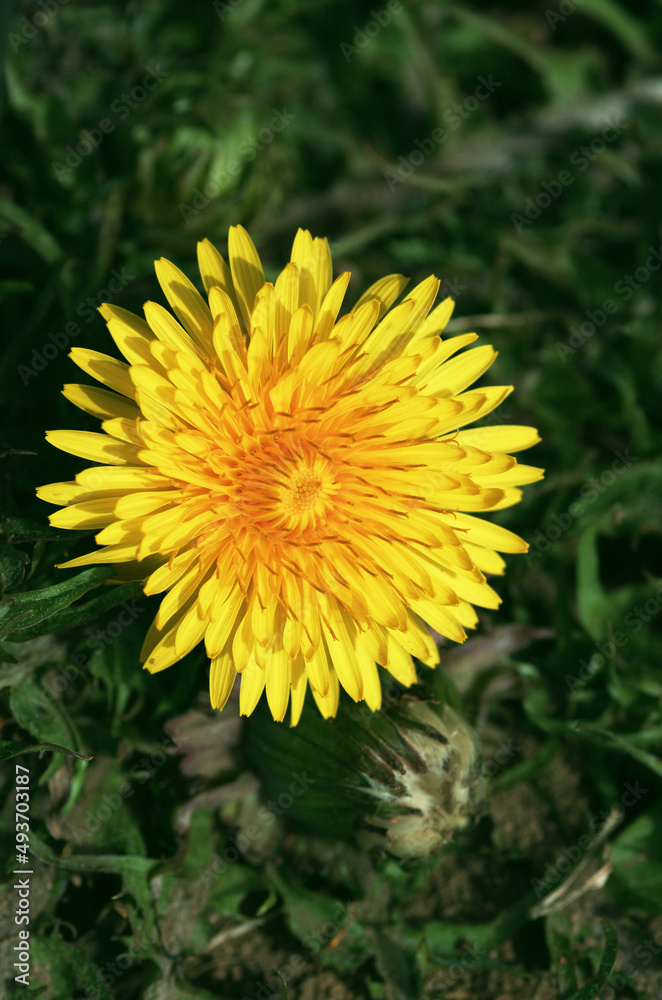 春を告げる野草たち、菜園の周囲に新しい小さな命が芽生えはじめました。私の身体の中にもワクワクするものが動き出しました。 春を告げる野草たち、菜園の周囲に新しい小さな命が芽生えはじめました。私の身体の中にもワクワクするものが動き出しました。