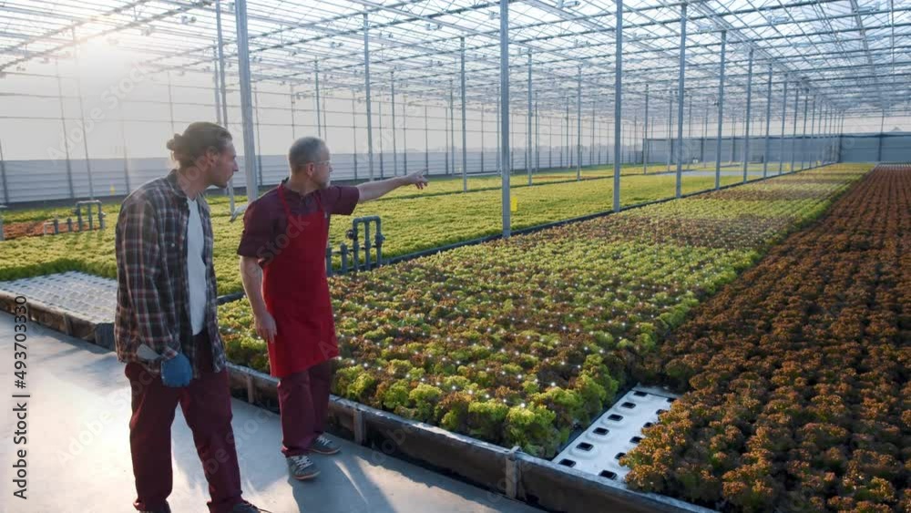 Two farmers monitoring harvest growth progress with smart hologram. Data collection and analysing by artificial intelligence. Future agro crops concept. Greenhouse Two farmers monitoring harvest growth progress with smart hologram. Data collection and analysing by artificial intelligence. Future agro crops concept. Greenhouse