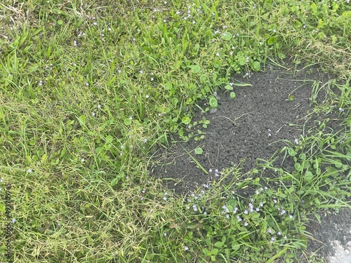grass