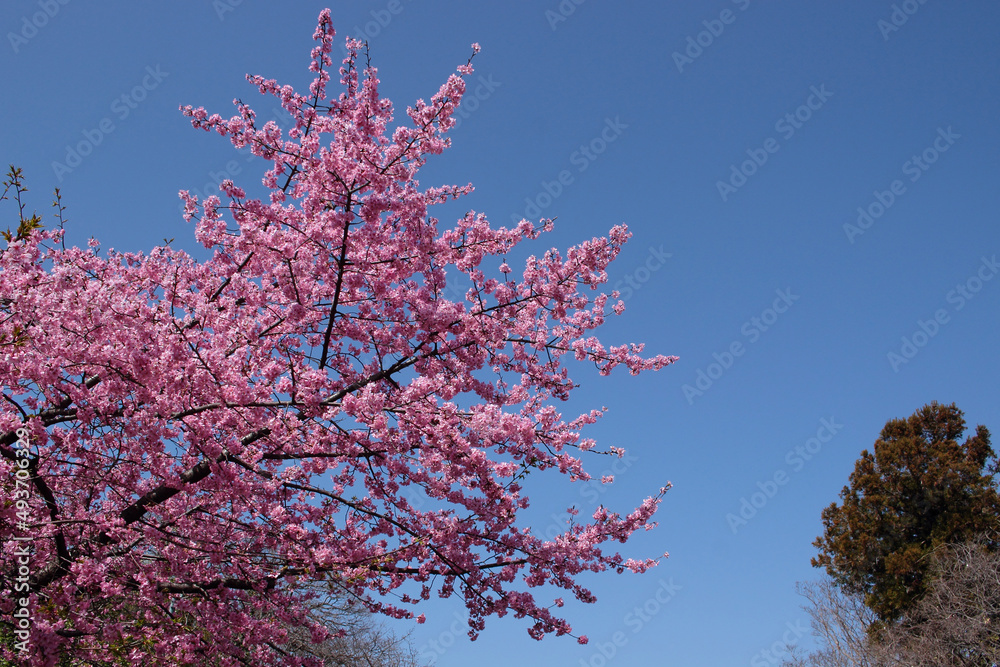 河津桜と青空の風景