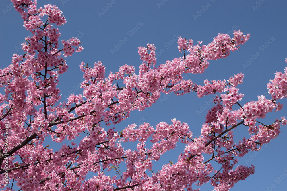河津桜と青空