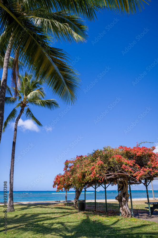 Red Bougainvillea and Coconut Palm Trees on the Edge of the Sea.