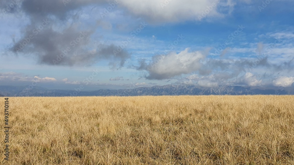 field of wheat with clouds