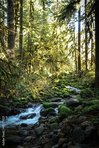 river in the forest