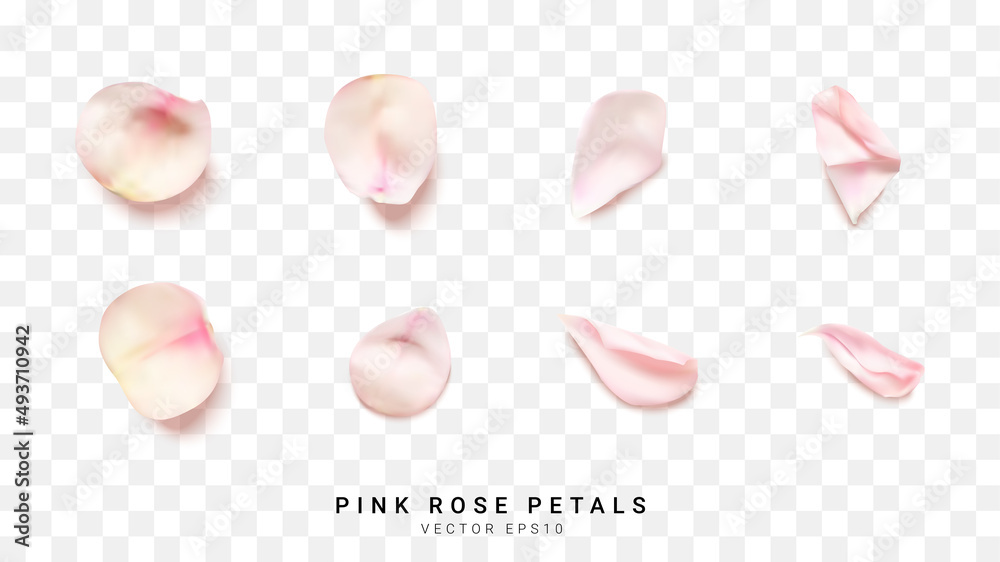 Realistic pink rose petals on transparent. Vector illustration Realistic pink rose petals on transparent. Vector illustration