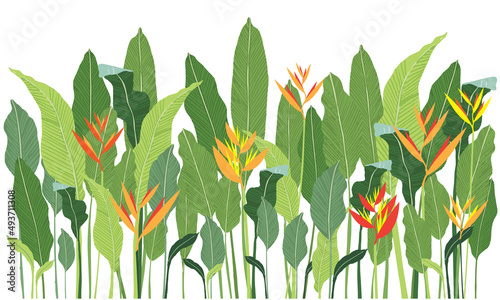 vector canna plants and orange , yellow , red  flower