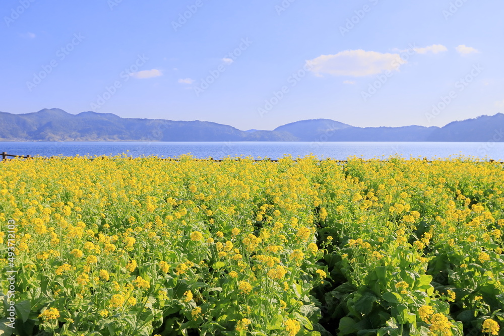 指宿市の菜の花畑