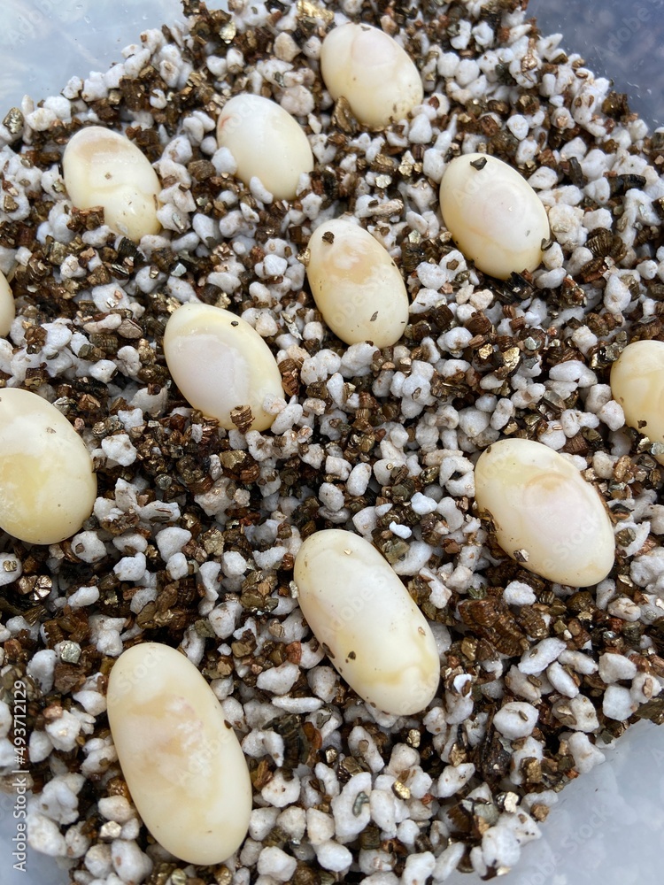 reptile eggs on the ground, hatch animal eggs
