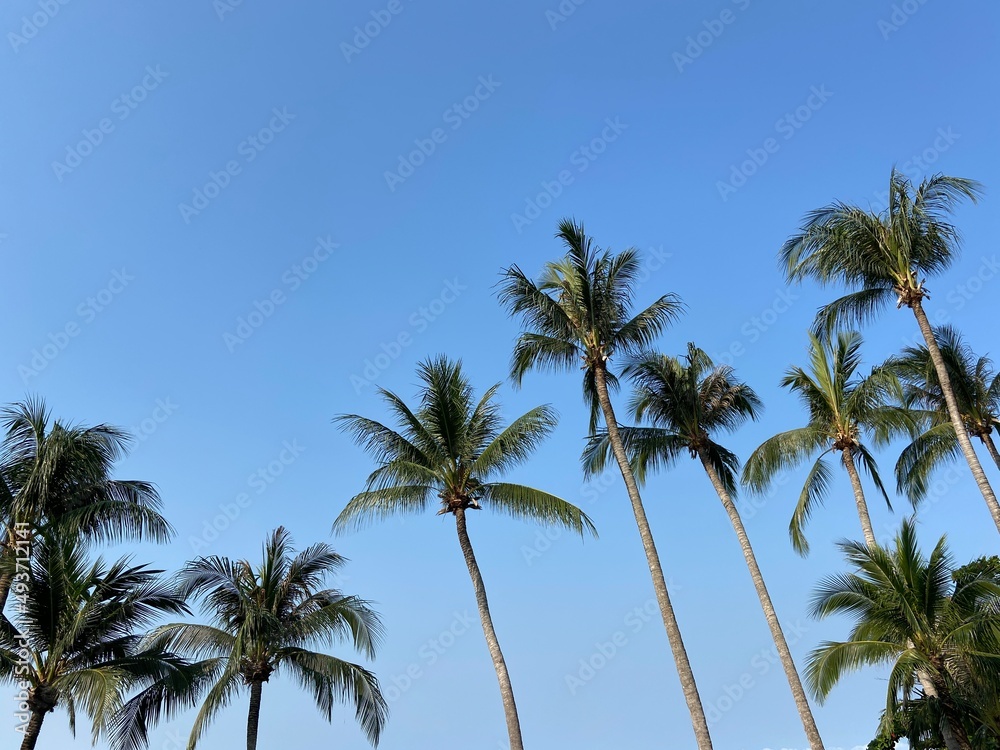 nice tropical with blue sky, palms tree, green leave