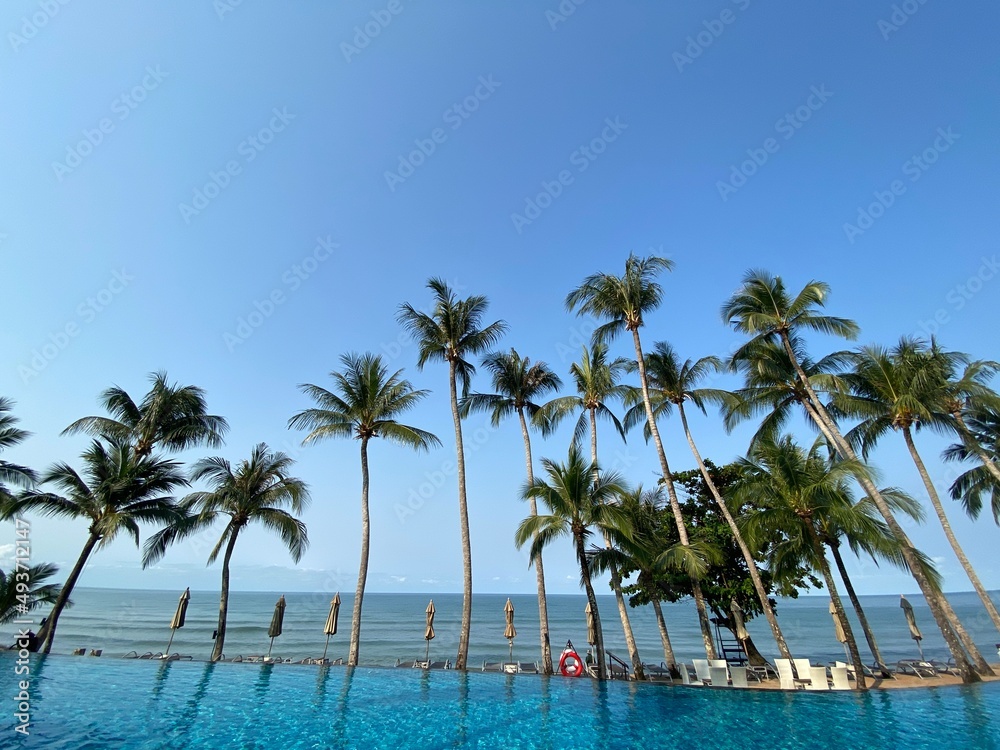 nice tropical with blue sky, palms tree, green leave