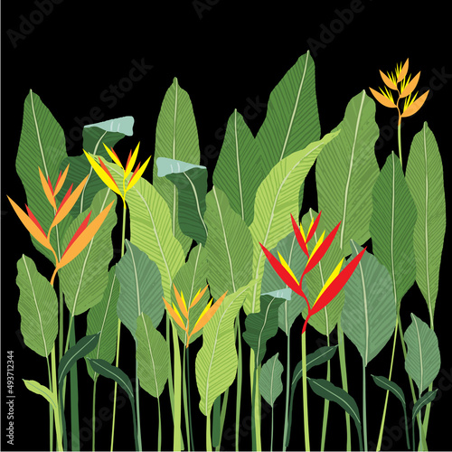 vector canna plants and orange , yellow , red  flower
