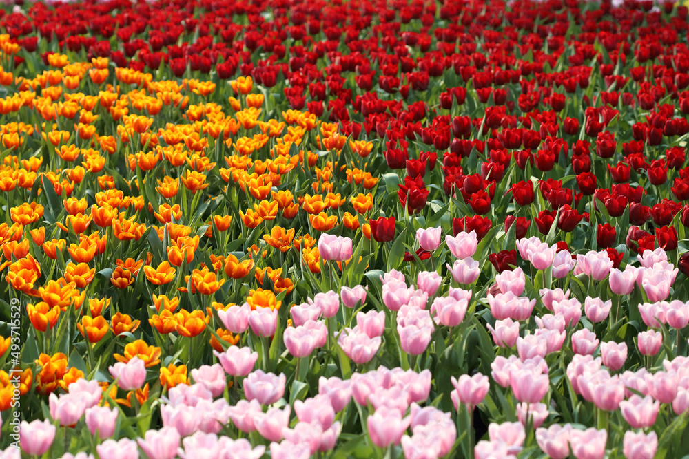 mix of tulip flowers in spring 