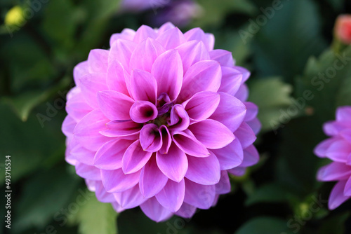 Fototapeta Naklejka Na Ścianę i Meble -  close-up of beautiful purple Dahlia flower 