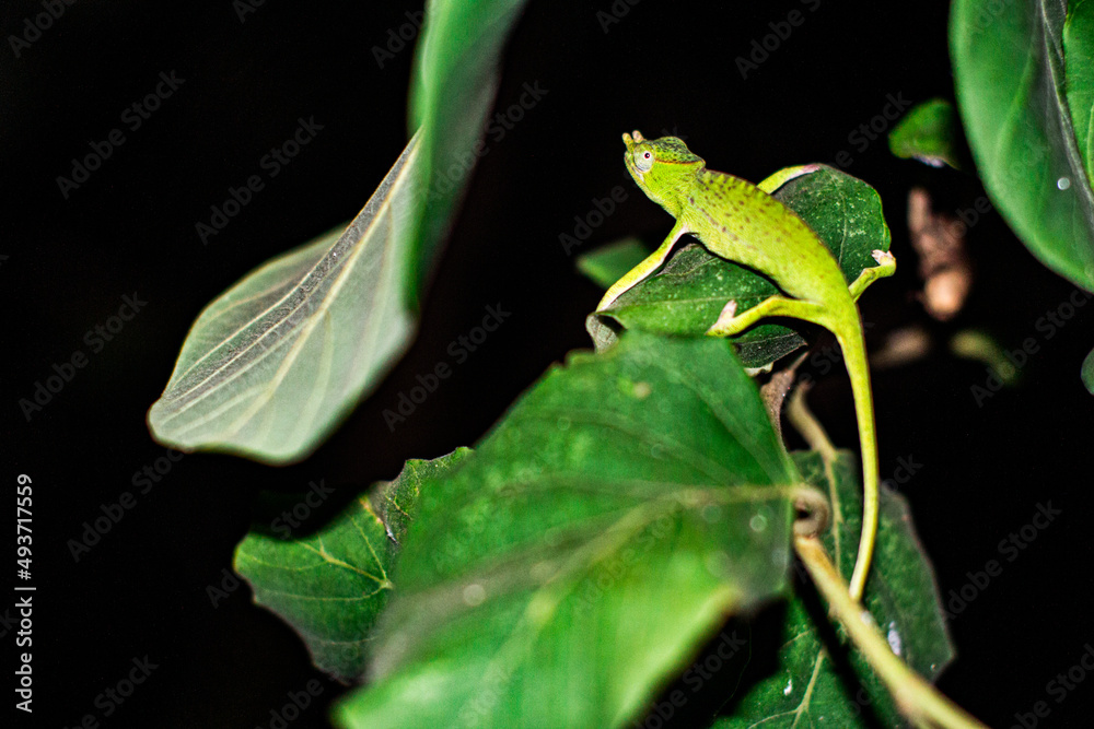 Obraz premium Hanging On, Chameleon