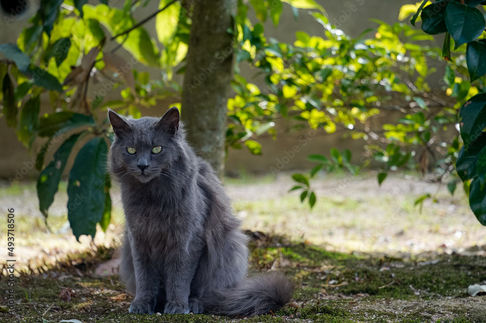 Obraz premium 黒い猫