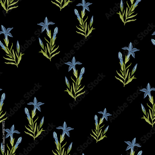 Seamless floral pattern with blooming branches of Gentiana ciliata. Fringed gentian. Gentianopsis crinita. Greater fringed gentian. Blue gentian. On black background. photo