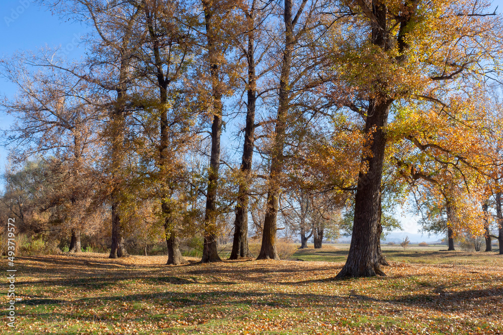 Autumn landscape. Poplar grove. Large trees with yellow foliage on a bright sunny day.