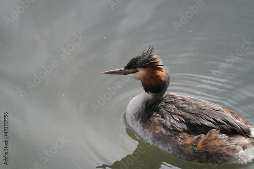 great crested grebe in the pond