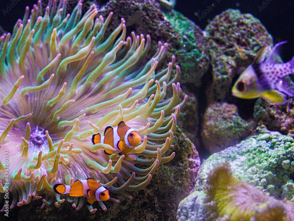 Beatiful sea marine reef tank fish nemo at home in anemone with a lot of colours and there is another fish and corals in the light with zooxanthel in the water with salt