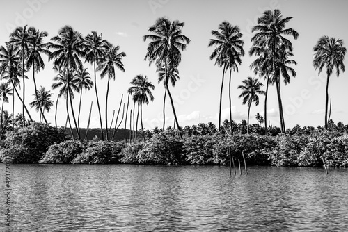 palm trees in the mundau lagoon photo