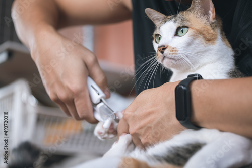 Cutting cat sharp claws with modern nail clippers or trimmer for preventing scratch as pet care.