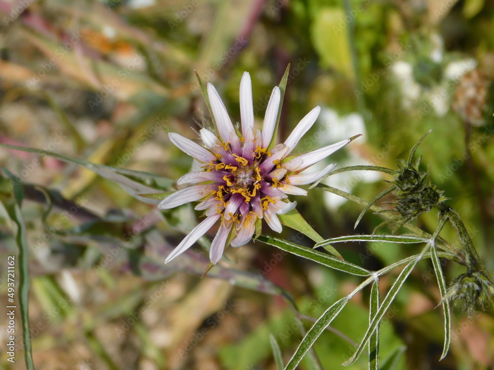Purple salsify, or Tragopogon porrifolius flower in Attica, Greece Purple salsify, or Tragopogon porrifolius flower in Attica, Greece