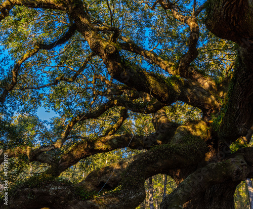 The Angel Oak Tree, Johns Island, Charleston, South Carolina, USA photo