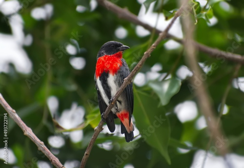 Australian Mistletoebird perched on a branch