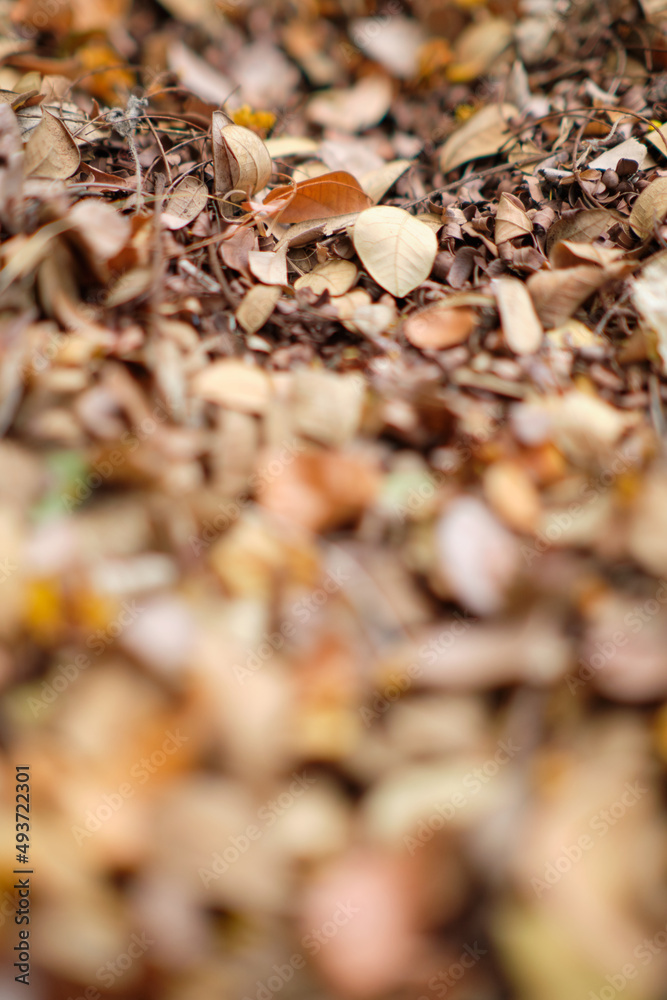 brown dry leaves on the ground in dept of fild.