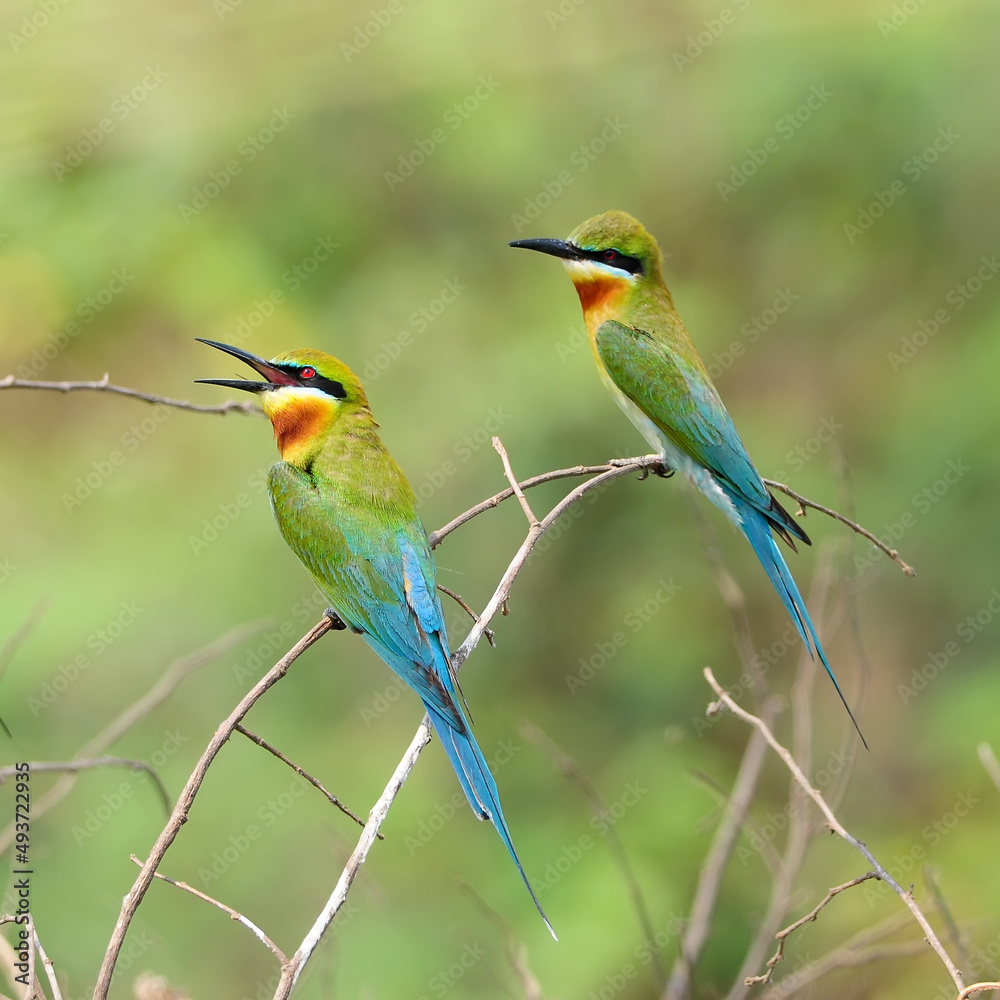 Blue tailed Bee eater on a branch.(Merops philippinus) Blue tailed Bee eater on a branch.(Merops philippinus)