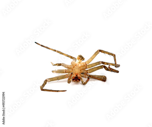 Dead spider isolated on white background