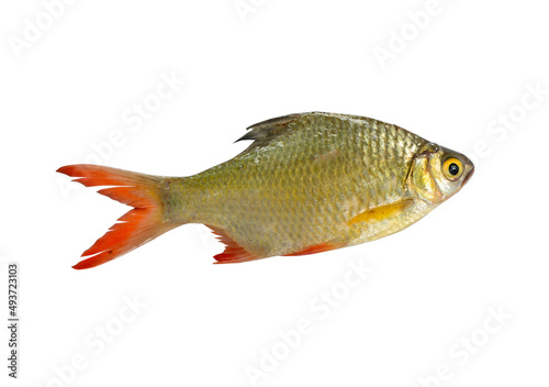 Silver barb or Java barb isolated on a white background with clipping path