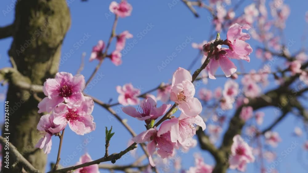Spectacular scene as the tree burst into bloom with brilliant pink flowers Spectacular scene as the tree burst into bloom with brilliant pink flowers