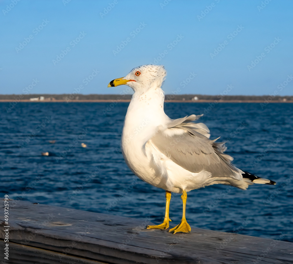 One seagull with white and brown feathers, some ruffled, standing in profile on wooden rail of dock at bayside. Blue water and a bit of land with houses at the horizon beneath clear blue sky.