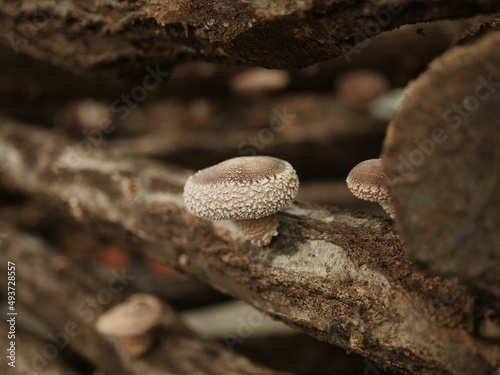 Tokyo, Japan - March 18, 2022: Closeup of log-grown or bed log cultivation shiitake mushroom  © Khun Ta