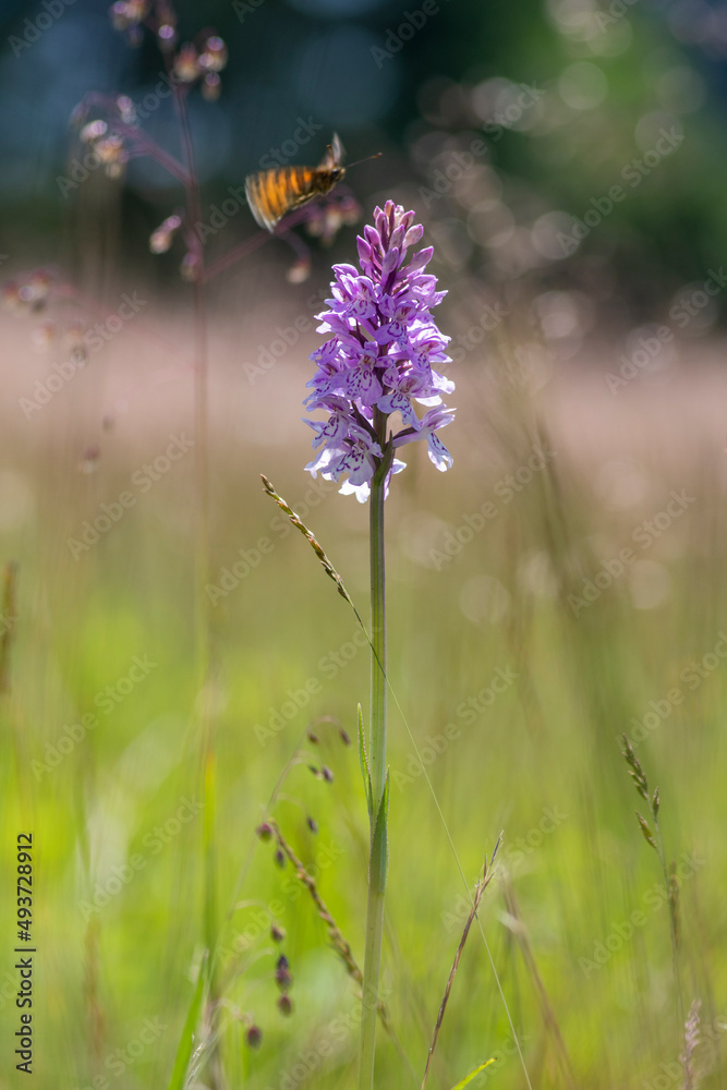 Dactylorhiza fuchsii common spotted orchid flowers in bloom, beautiful purple white wild flowering plants on highlands meadow Dactylorhiza fuchsii common spotted orchid flowers in bloom, beautiful purple white wild flowering plants on highlands meadow