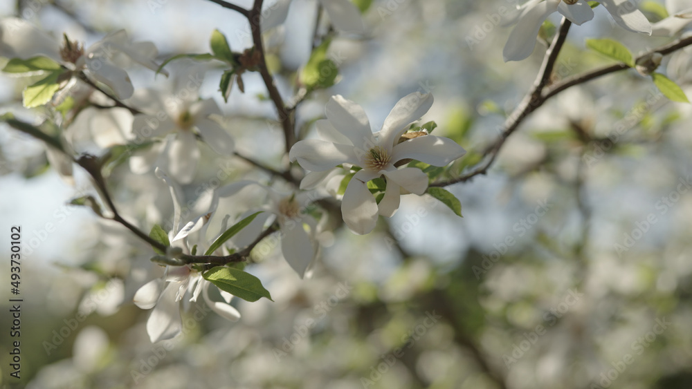 white magnolia flowers on a tree white magnolia flowers on a tree